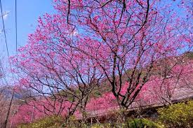 Places taipei, taiwan travel & transportationtour agencytour guide 陽明山花季. ç²‰å«©æ˜¥å¤©è³žæ«»åŽ»é™½æ˜Žå±±èŠ±å­£2 17ç¹½ç´›ç™»å ´ å°ç£æ—…éŠæ–°èž æ—…éŠå ±å°Ž Travelkingæ—…éŠçŽ‹