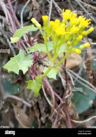 Image result for Delairea odorata