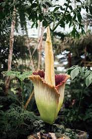 We Saw The Corpse Flower In Bloom And It Was Disgustingly Beautiful Corpse Flower Flowers Unusual Plants