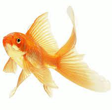 Stylowi Pl Nauka I Natura Zlota Rybka 24294522 Gif 346 338 Gold Fish Painting Fish Drawings Goldfish