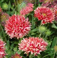 Blanket Flower Galya Pink Spark Gaillardia X Grandiflora Flowers Front Yard Plants