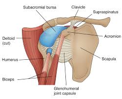 Image result for Subacromial Space Injection