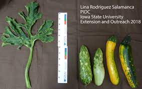 Aug 09, 2020 · my giant zucchini that i picked from my garden today inspired me to try a new zucchini recipe. Can Sick Plants Make People Sick Horticulture And Home Pest News