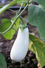 Grow eggplant and other nightshades together and move them to a new area of the garden each season to prevent insect eggs and disease spores from building up in the soil and infecting new plants. How To Grow Eggplant Brown Thumb Mama