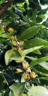 Image result for Grewia microcarpa