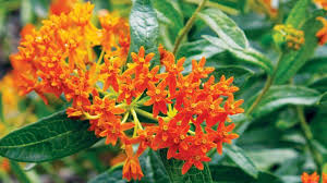 Best Plants For Bees Flowers For Pollinators Bee Friendly Plants Best Flowers For Bees Plants