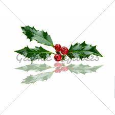 Christmas Holly And Red Berries With Reflection Christmas Holly Red Berries Christmas Fonts
