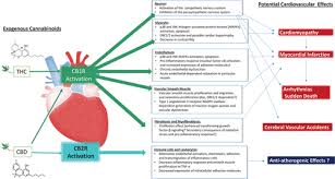 Symptoms associated with withdrawal from kratom. Medical Marijuana Recreational Cannabis And Cardiovascular Health A Scientific Statement From The American Heart Association Circulation