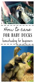 Tips For Taking Care Of Baby Ducks Easy Homesteading For Beginners Homestead Homesteading Farm Farming Diy Baby Ducks Baby Chicks Raising Baby Chicks
