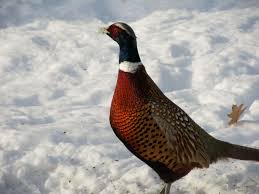 Peasant Nature Photography Animals Nature