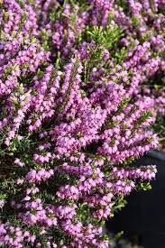 Mediterranean Pink Heath Erica X Darleyensis Mediterranean Pink At Hicks Nurseries Plants Bush Plant Low Maintenance Landscaping Front Yard