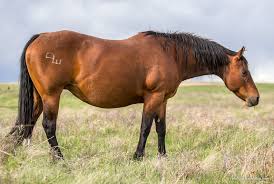 We did not find results for: 7p Ranch Horses Mares Reference