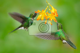 Freie kommerzielle nutzung keine namensnennung top qualität. Zwei Fliegende Kolibri Vogel In Fliege Action Szene Mit Kolibri Leinwandbilder Bilder Throated Ecuador Brummen Myloview De