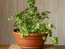 Image result for Coriandrum