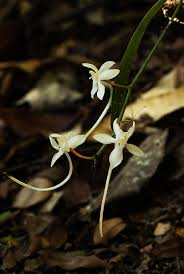 Image result for Aerangis appendiculata