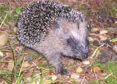 Nachtaktive Tiere Einfach Erklart