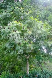 Image result for Zanthoxylum lindense