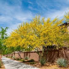 We did not find results for: Titan Tree Care Titan Tree Blog Which Palo Verde Tree Is Best For Your Phoenix Area Yard