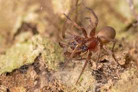 The place they found the spider was under a wall clock (hence the infamous nickname clock the huntsman spider is from the family sparassidae. Clock Spider Clock Spider Info Hub