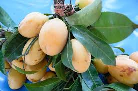 Named after the zill family, 'zill' mango is a probably a seedling of 'haden' from lake worth with soft juicy flesh and no fiber. The Essentials To Have Good Yields Of Mangoes Home Mum