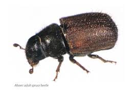 The norway spruce beetle ips typographus converts the tree terpenoid myrcene into the frass lindgren b. Spruce Beetle Threat Looms Over City Prince George Citizen