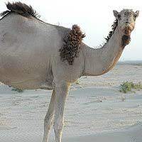 Usually when you wear tight clothes. Camel The Animal Facts