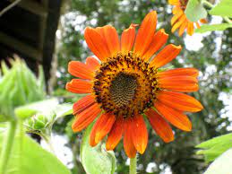 How many people can stay at bunga matahari? Cara Menanam Bunga Matahari Sampai Berbunga Indriani Kusuma Wardani