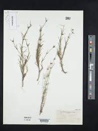 Image result for Spermacoce sphaerostigma