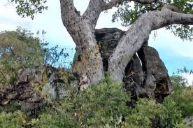 Image result for Ficus wakefieldii