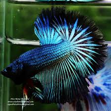 Hm Blue Black Peacock Nicebettathailand Breeding Betta Fish Betta Fish Blue Black