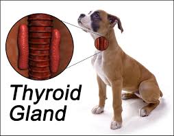 This is inflammation in the thyroid due to attack by the immune system. Hypothyroidism Rhodes 2 Safety