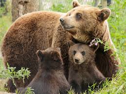 Personalize your mobile phone with beautiful bear wallpapers and create an unusual environment and atmosphere on your phone. Bears Family Mother Two Cubs Wallpaper Animals Wallpaper Better