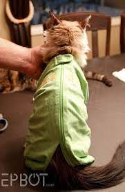 Epbot Quick Easy Diy Cat Onesie For Over Grooming Kitties Cat Onesie Cat Diy Cat Clothes