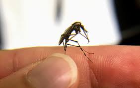 Image result for Pycnostachys ciliata