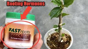 Maybe you would like to learn more about one of these? How To Grow Apple Tree From Seed With Full Updates Youtube