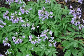 Image result for Cardamine obliqua