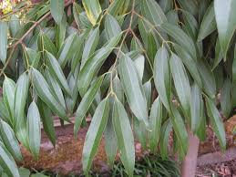 Image result for Cinnamomum