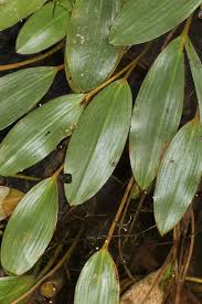 Image result for Potamogeton nodosus