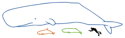 One expert told the cape cod times it was practically unheard of for a. Dwarf Sperm Whale Wikiwand