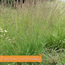 Image result for Sporobolus sanguineus