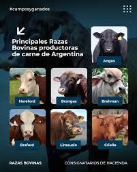 Principales Razas Bovinas productoras de carne de Argentina 1) Angus 2) Hereford 3) Brahman 4) Brangus 5) Braford 6) Limousin 7) Criollo ¿Las conocías a todas? ¿Cuál es tu preferida y por