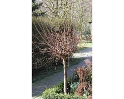 Image result for mandloň trojlaločná