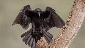 Raven un viaje desde la ciudad del metal hacia la cima de la montaña conexión rock radio en el mes de su 11 aniversario les ofrece a todos ustedes una interesante entrevista con. Bird Of The Month Common Raven