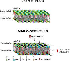 Check spelling or type a new query. Frontiers New Insights Into Targeting Membrane Lipids For Cancer Therapy Cell And Developmental Biology