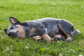 The australian cattle dog club of america has a code of ethics for breeders and a list of reputable breeders on their website. 1 963 Australian Cattle Dog Photos Free Royalty Free Stock Photos From Dreamstime
