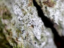 Image result for Sclerocroton