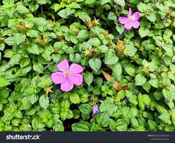 Image result for Dissotis alata