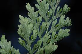 Image result for Vandenboschia