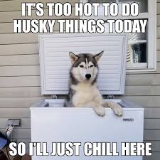 Syberianhusky Funny Husky Meme Funny Husky Quote Husky Funny Funnyhusky The Post Syberianhusky Appeared Fi Funny Husky Meme Husky Memes Husky Funny