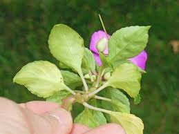 Image result for Impatiens mildbraedii